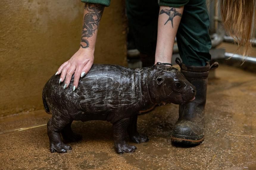 It’s a boy! Athens zoo welcomes birth of rare pygmy hippo