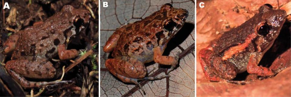 ‘Very secretive’ creature that lays eggs in underground ‘foam nests’ is a new species