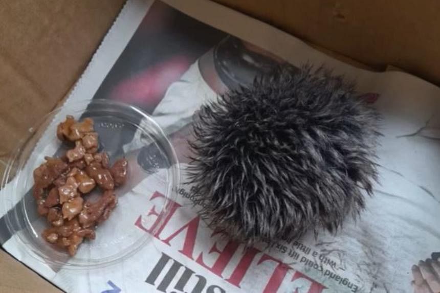 Woman in Britain mistakes hat pom-pom for ‘baby hedgehog’, takes it to hospital