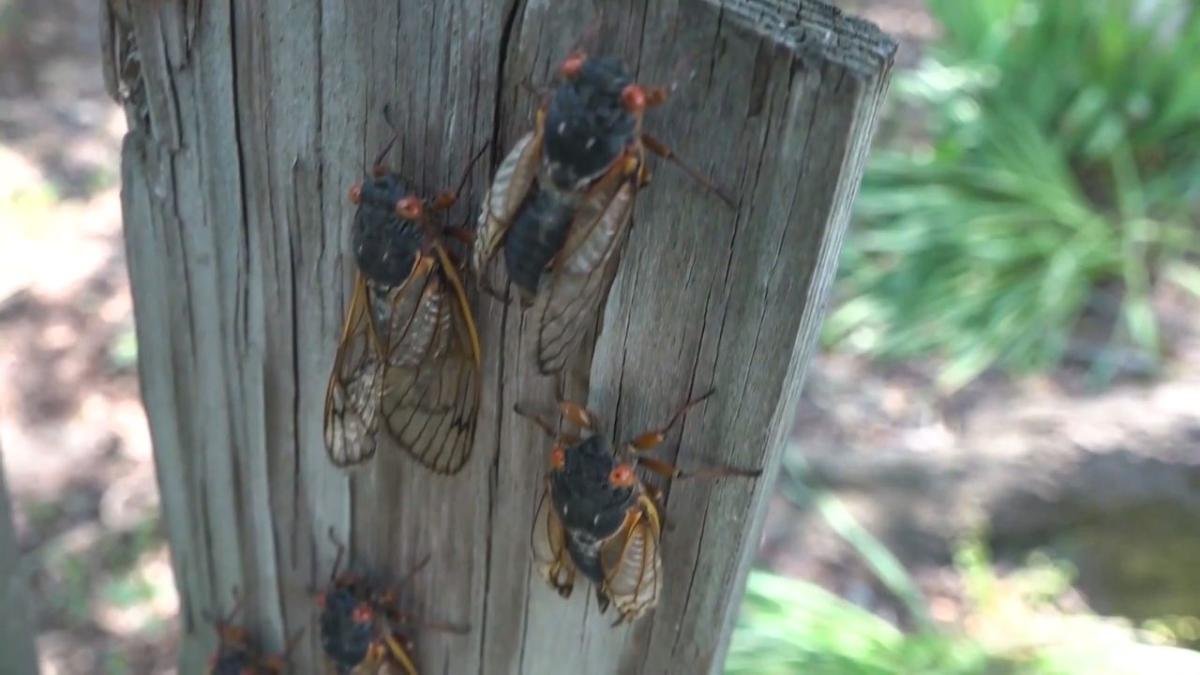 Mass hatching of biblical proportions USA expects cicada invasion