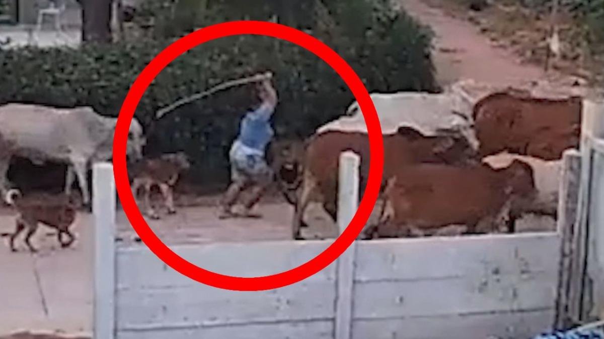 Cattle herder causes chaos after beating cow with stick