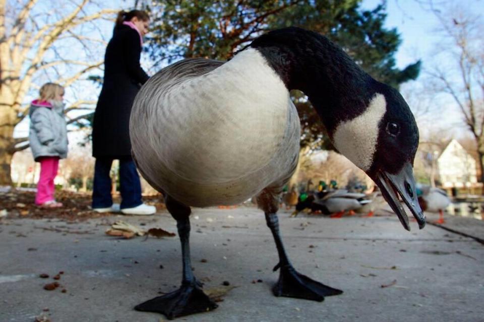 150 geese were a ‘nuisance’ in this Kansas City suburb. So homeowners had them killed