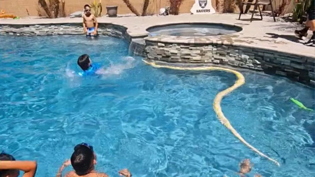 15ft python crashes kids’ birthday pool party