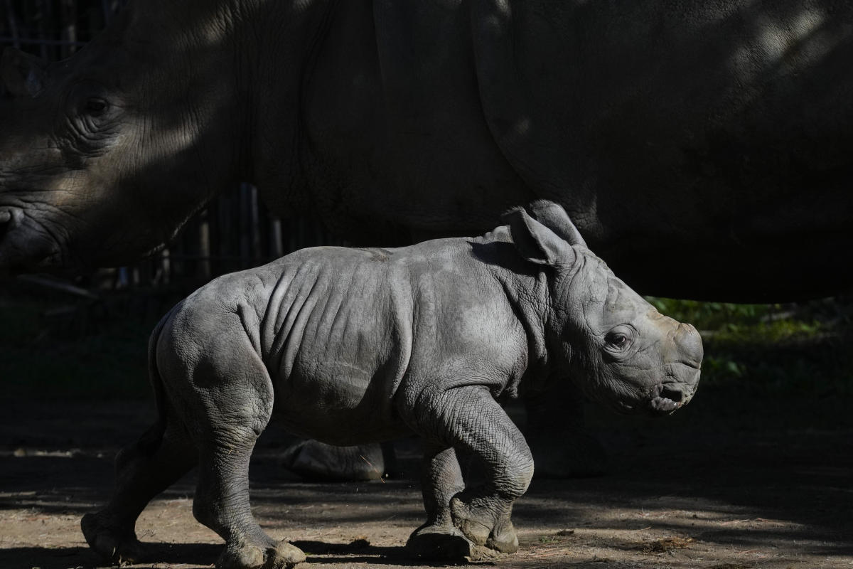 A white rhino is born in a Chilean zoo, boosting the near-endangered species