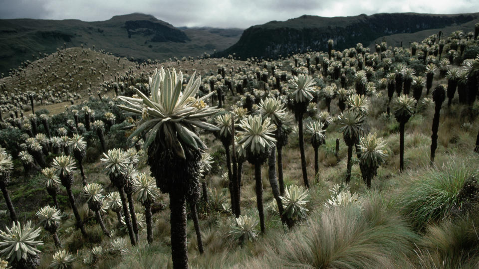 Andes Mountains: Home to Rainforests, Volcanoes and Alpacas