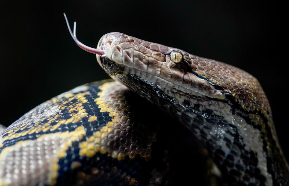 Another woman swallowed whole by a python in Indonesia