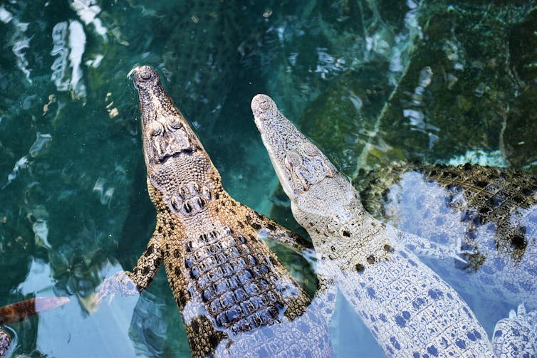 Australia Doesn’t Have a Croc Problem, Despite Latest Attack