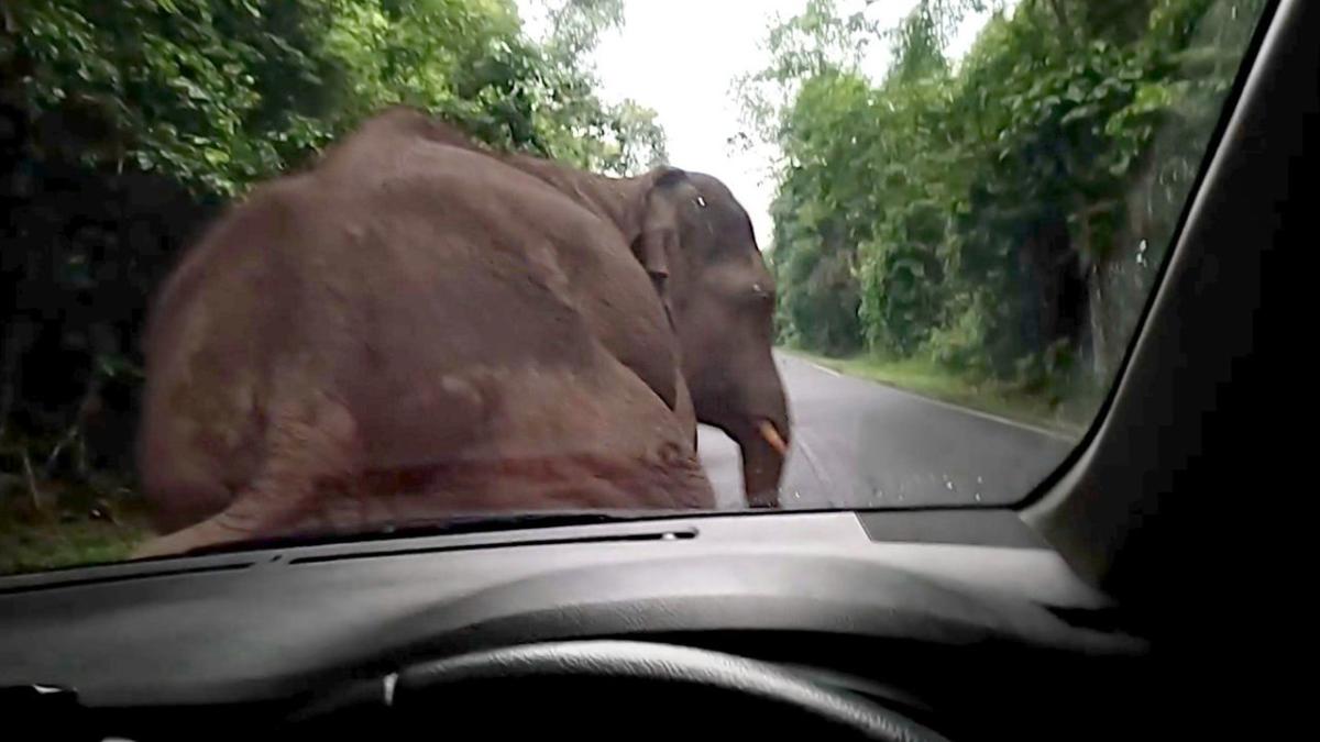 Baby elephant causes traffic jam trying to hilariously scratch an itch