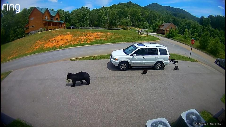 Bear with rare five-cub litter breaks into, steals from SUV in Great Smoky Mountains. Watch the video