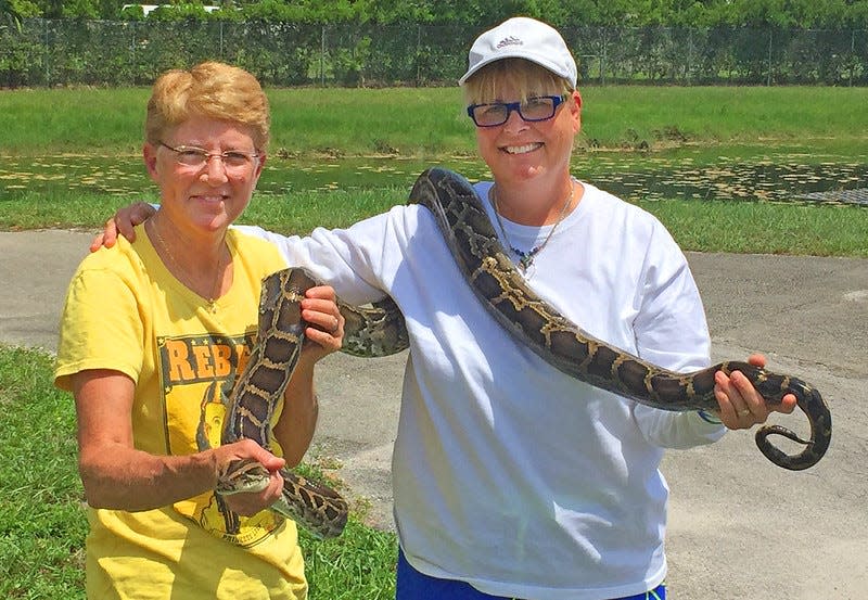 Behold! Some of the biggest Burmese pythons caught during Florida Python Challenge