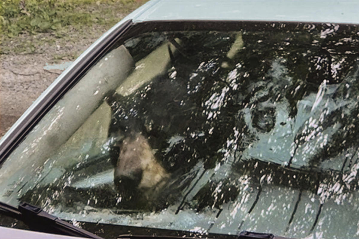 Black bear and cub destroy car in Connecticut after getting trapped inside