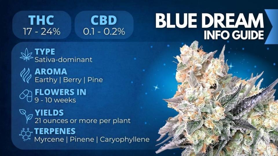 Blue Dream Seeds: Genetics, Cultivation and Where to Buy