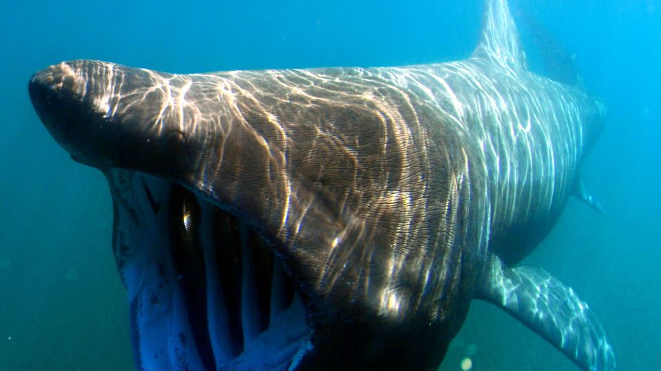 Boat hits massive 23-foot shark in rare video footage