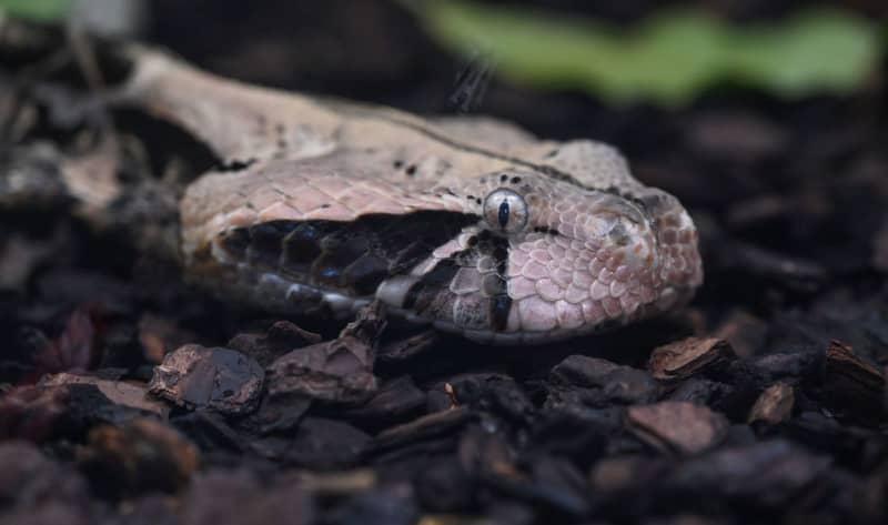 Brazilian biologist steps on venomous snakes 40,000 times for study