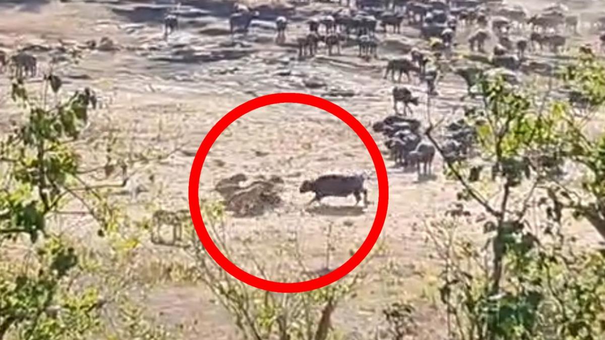 Buffalo herd heroically rescues calf from lion pride