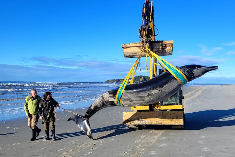 Carcass of elusive whale species discovered in New Zealand