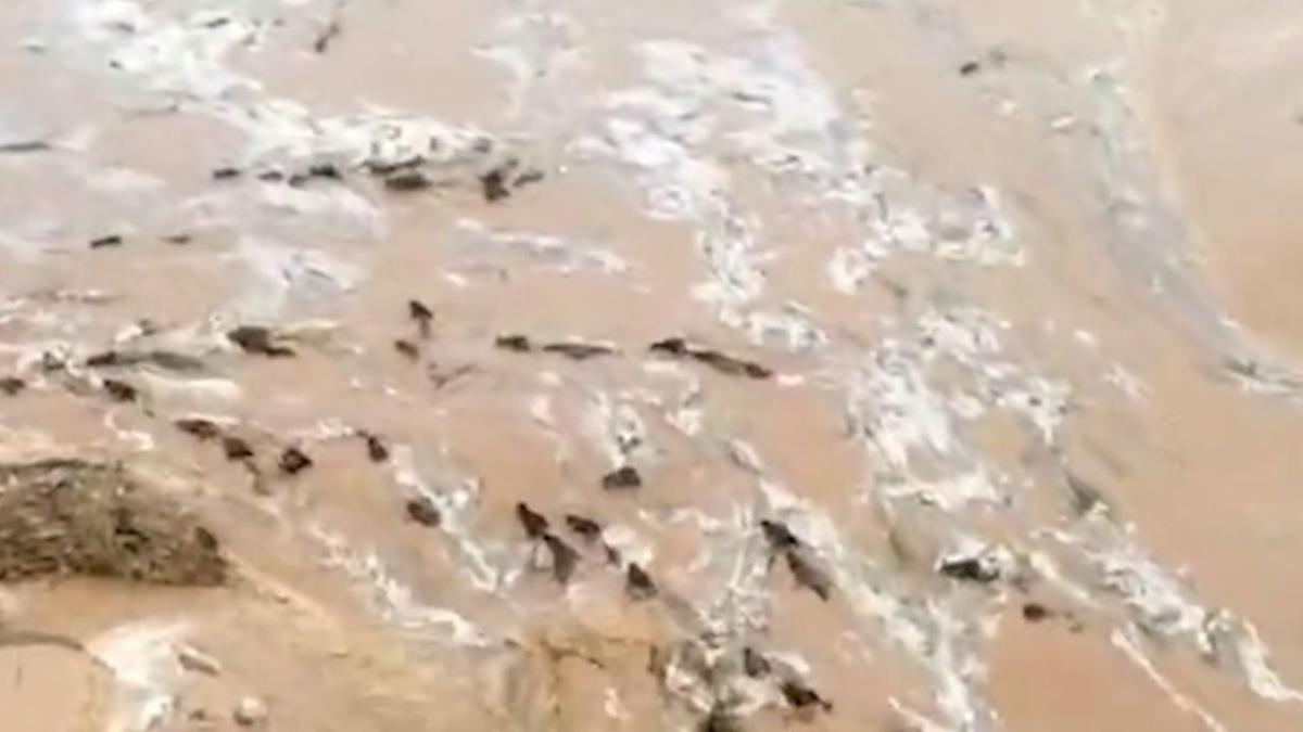 Cattle swept away in flooded river as heavy rains batter southern India