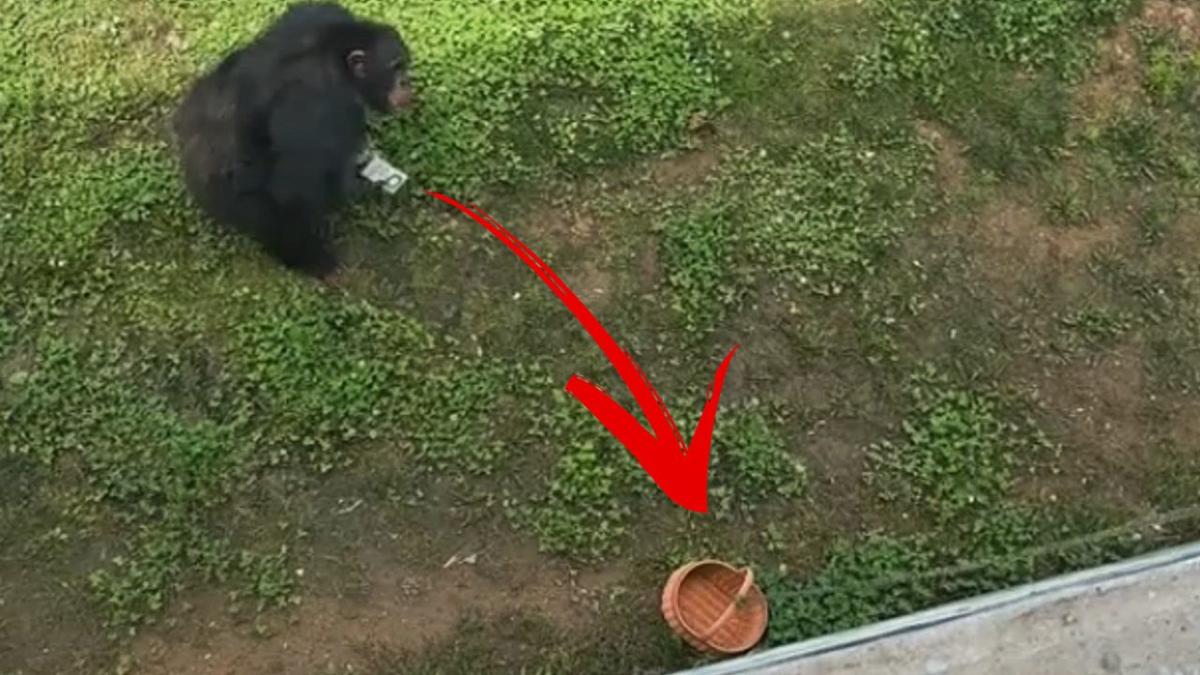 Chimp stuns crowd after tourist’s phone falls into enclosure