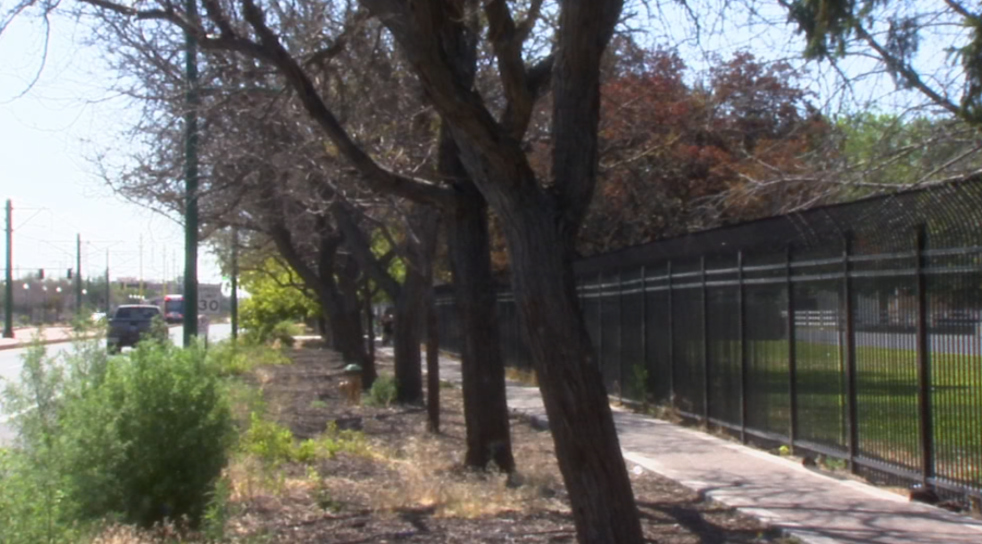 City worker’s ‘unfortunate mistake’ killed nearly 200 trees along North Temple