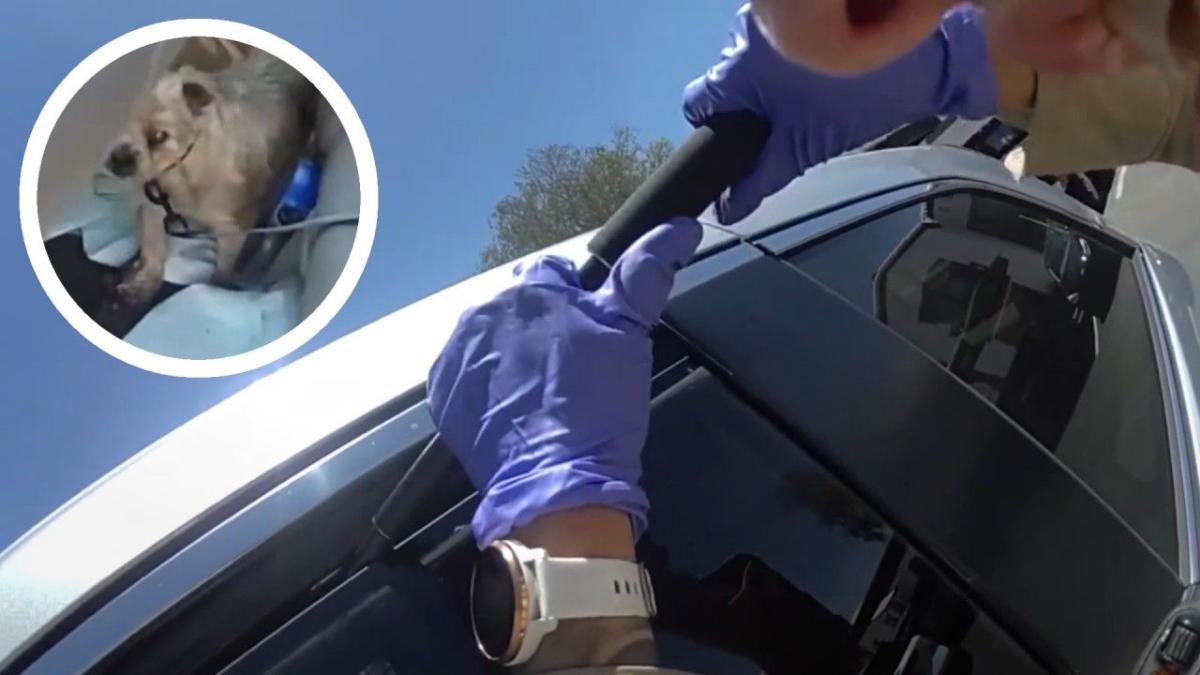 Cop smashes car window to rescue dogs in 100-degree heat