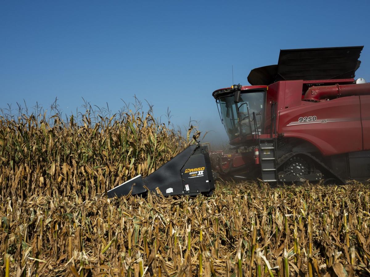 Corn, Soy Slump to Lowest Since 2020 as Storm Beryl Brings Rains