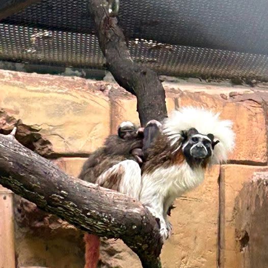 Dickerson Park Zoo welcomes cotton-top tamarin triplets