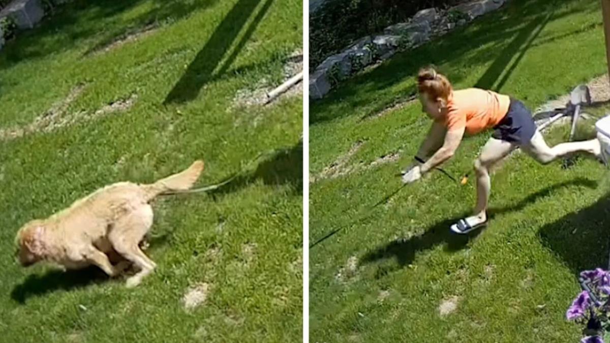 Dog chases squirrel, owner caught on the wrong foot