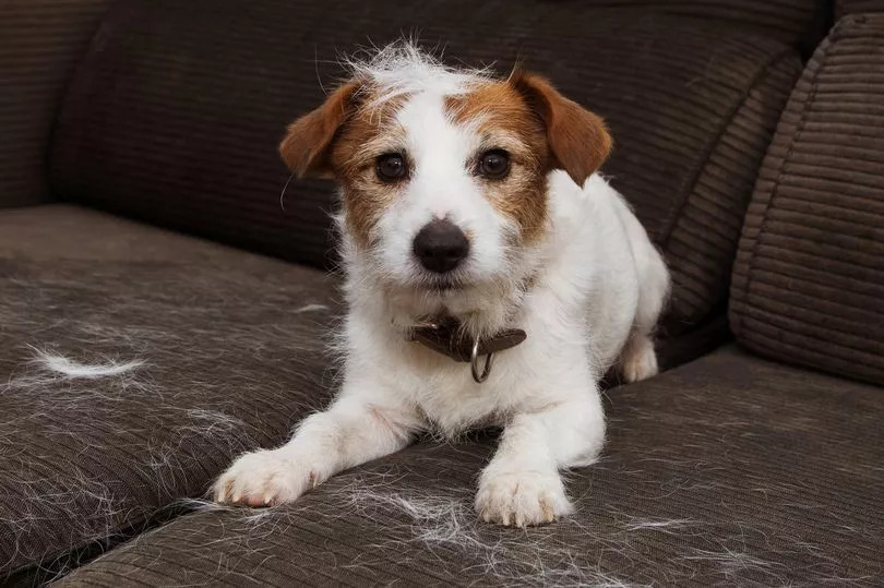 Dog owner has people in stitches over funny method she uses to cut pet’s nails