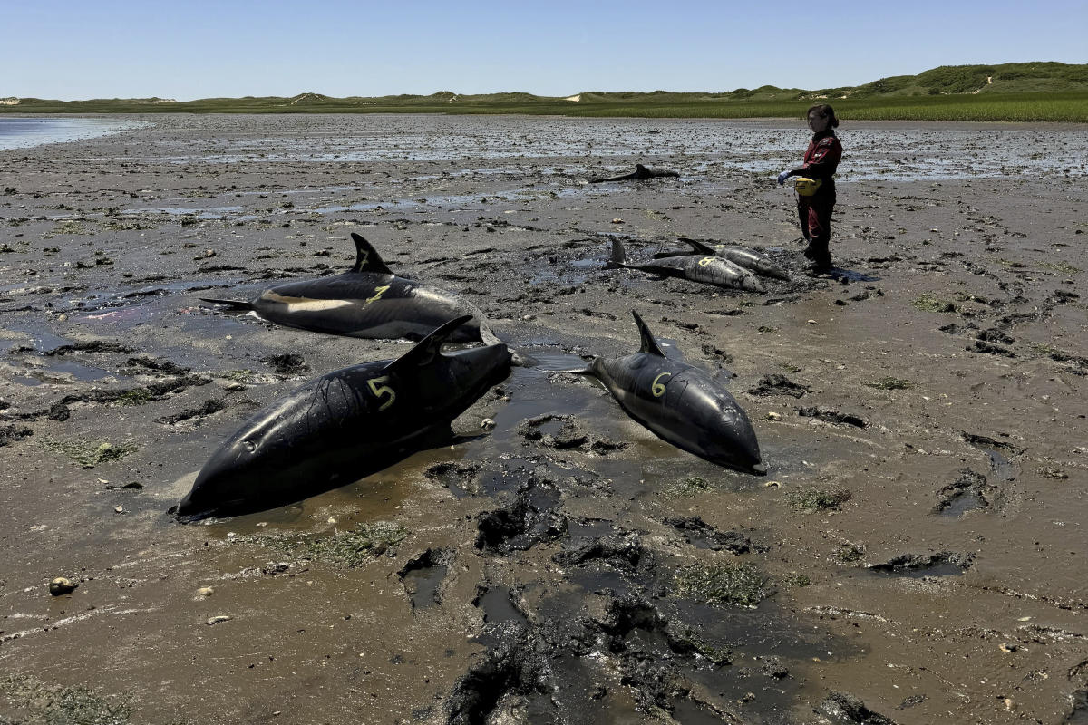 Dolphin mass stranding on Cape Cod found to be the largest in US history