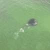 Drone Captures Mesmerizing View of Whale Feeding on School of Fish Off New York Coast