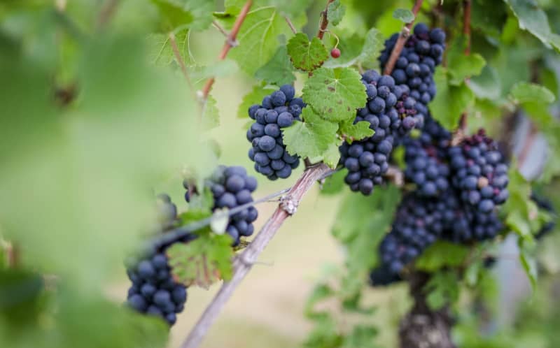 Earliest-ever start to Sicilian grape harvest