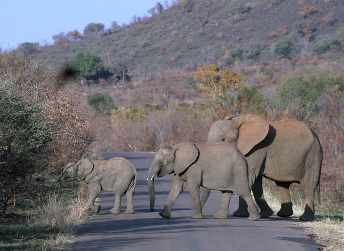 Elephants trample a Spanish tourist to death in South Africa. He left a car to take photos