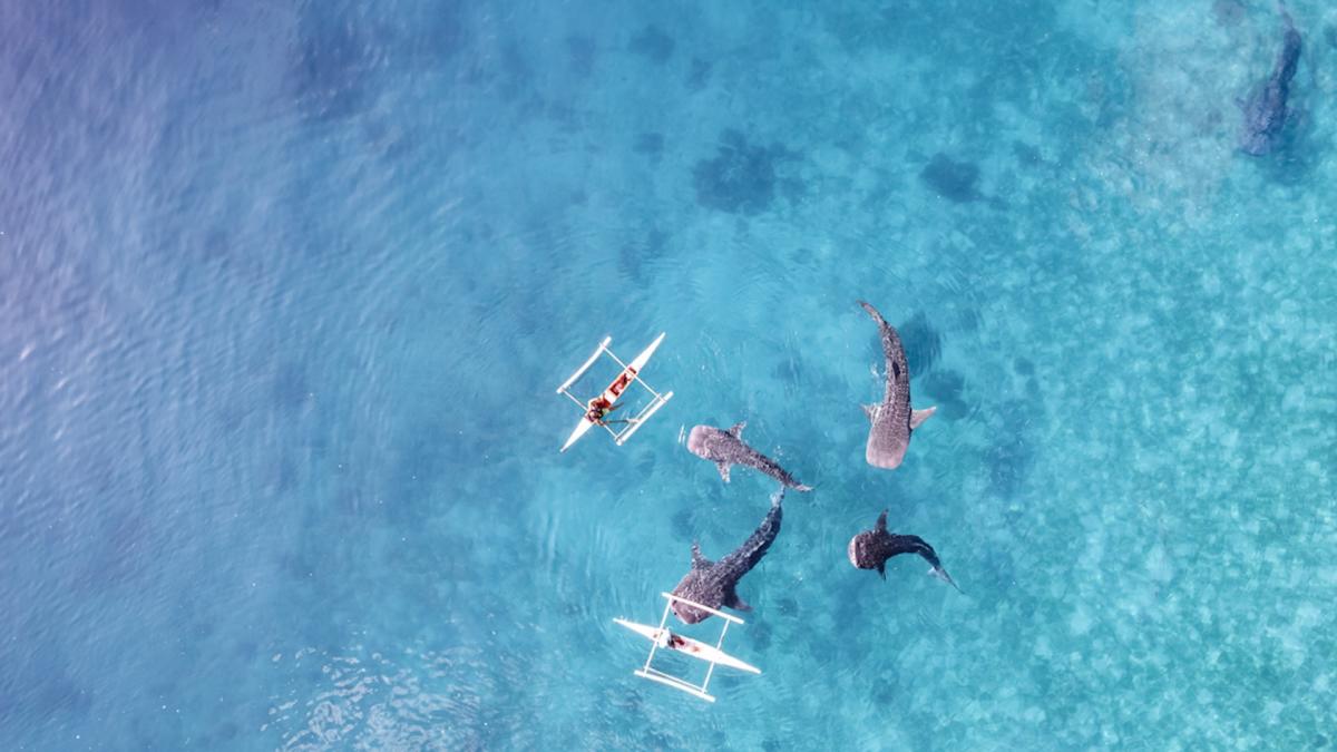 Experts warn of disturbing whale behavior due to drone activity: ‘This footage is so hard to see’