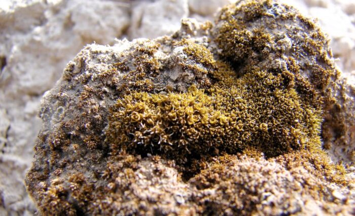 ‘Extremotolerant’ Moss Could Grow on Mars