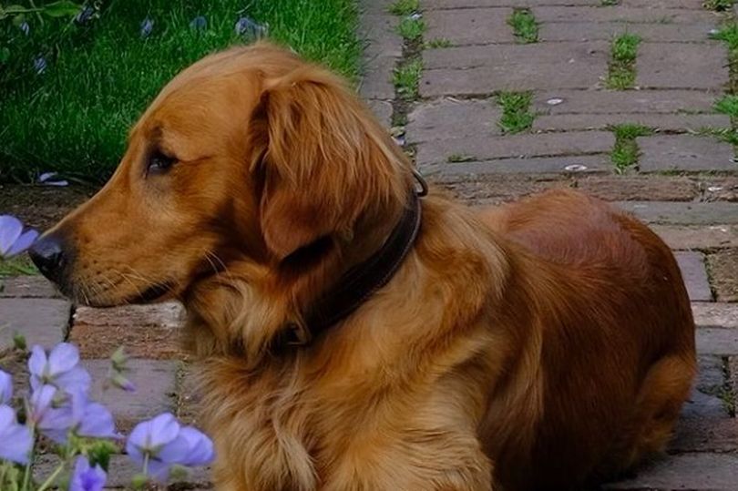 Fans flood Monty Don with sweet messages after announcement about ‘beautiful’ dog Ned