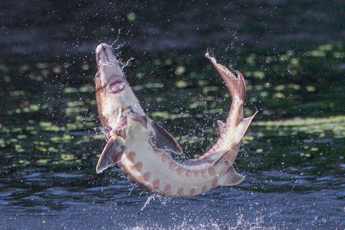 Fish species returns to river after vanishing over a century ago: ‘This is a fantastic start’