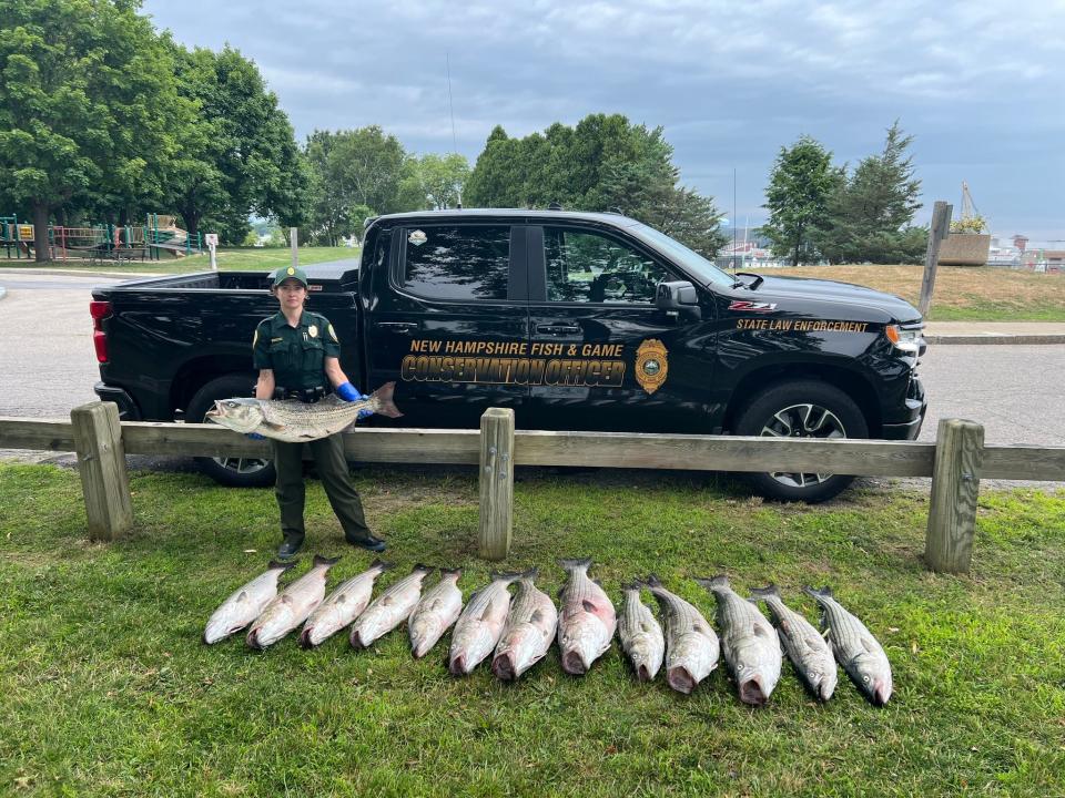 Fisherman caught with oversized stripers in NH; planned to sell them in Mass.