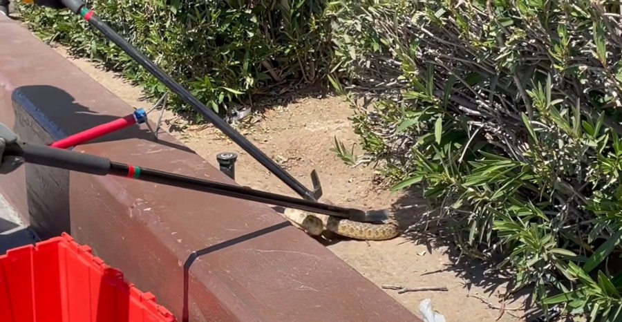 Fresno firefighters catch snake while grocery shopping