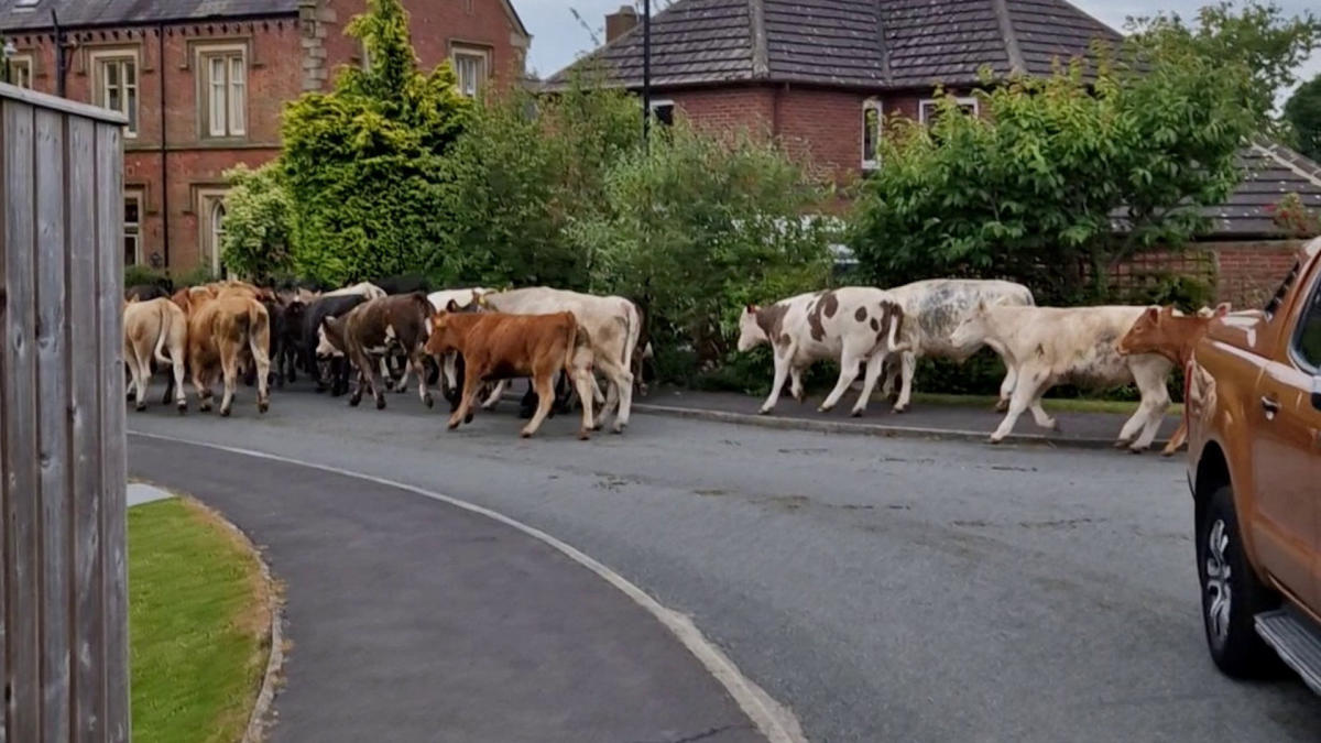 Hilarious moment herd of 45 escaped cows run down a street