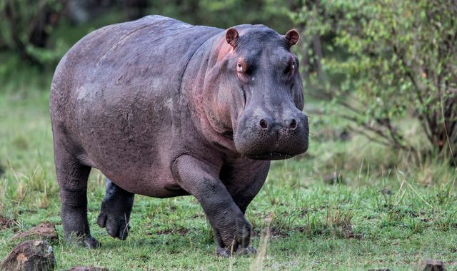 Hippopotamuses can become airborne for substantial periods of time, researchers discover