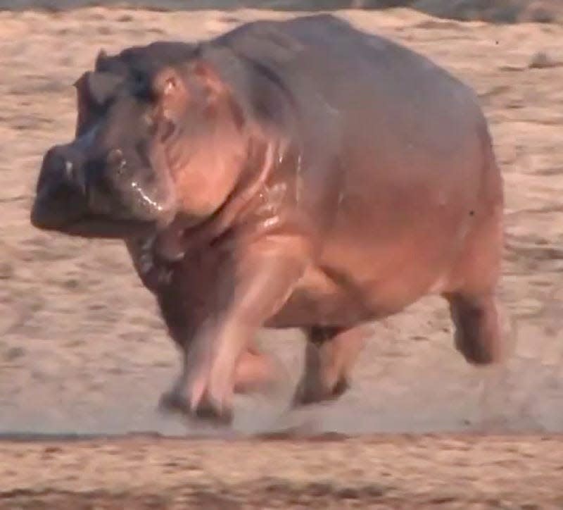 Hippos can launch themselves airborne for split seconds at a time, surprising scientists