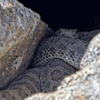 Hundreds of Rattlesnakes Seen in ‘Mega-den’ in Colorado