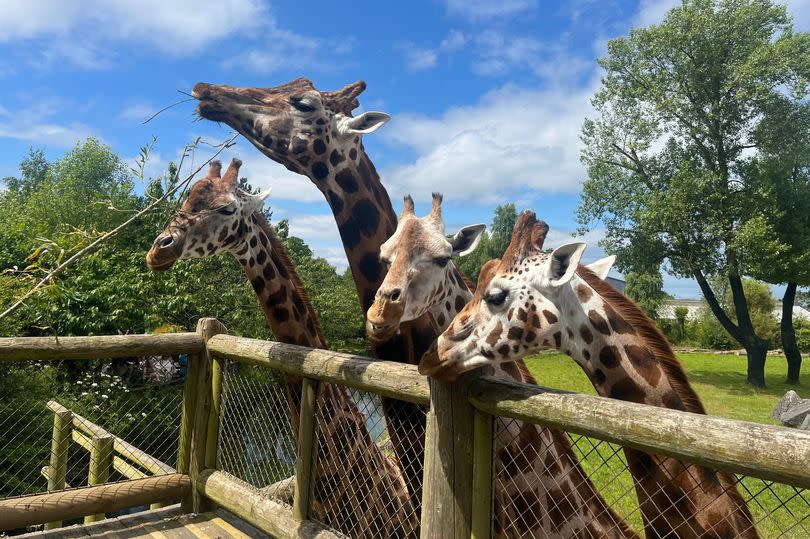 ‘I fed the giraffes at Chester Zoo – but then realised we’d made a big mistake’