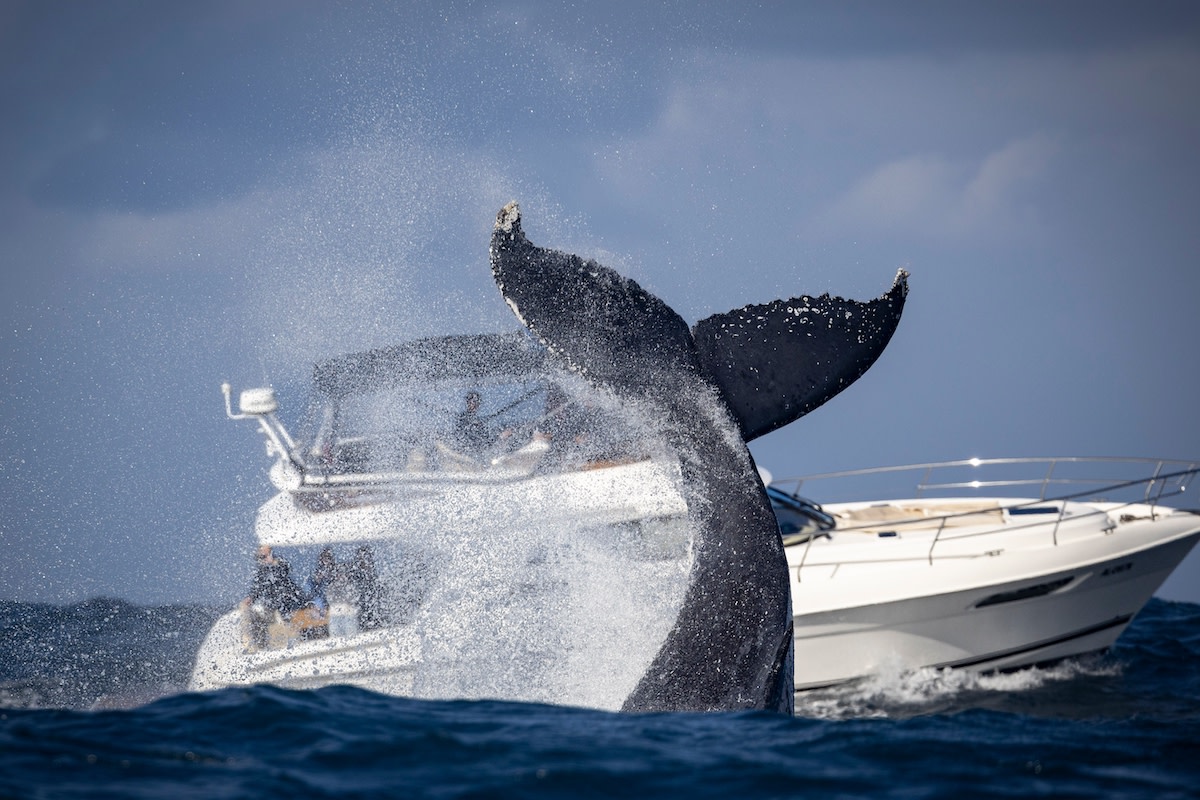 Incredible Footage of Whale ‘Toppling’ Boat in New England Is Legitimately Almost Unbelievable