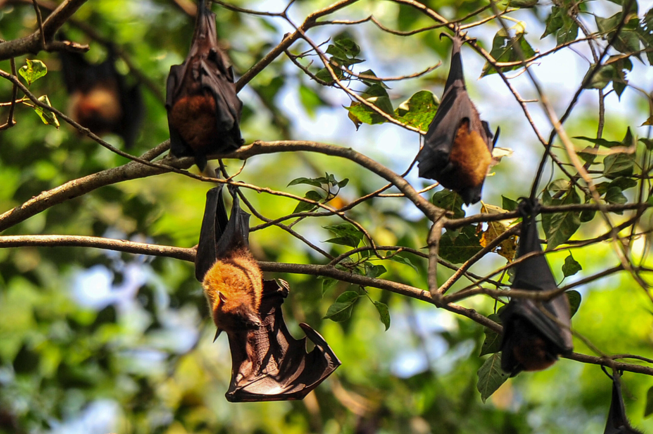 India is on alert after a fresh outbreak of the deadly Nipah virus. Here’s what you need to know