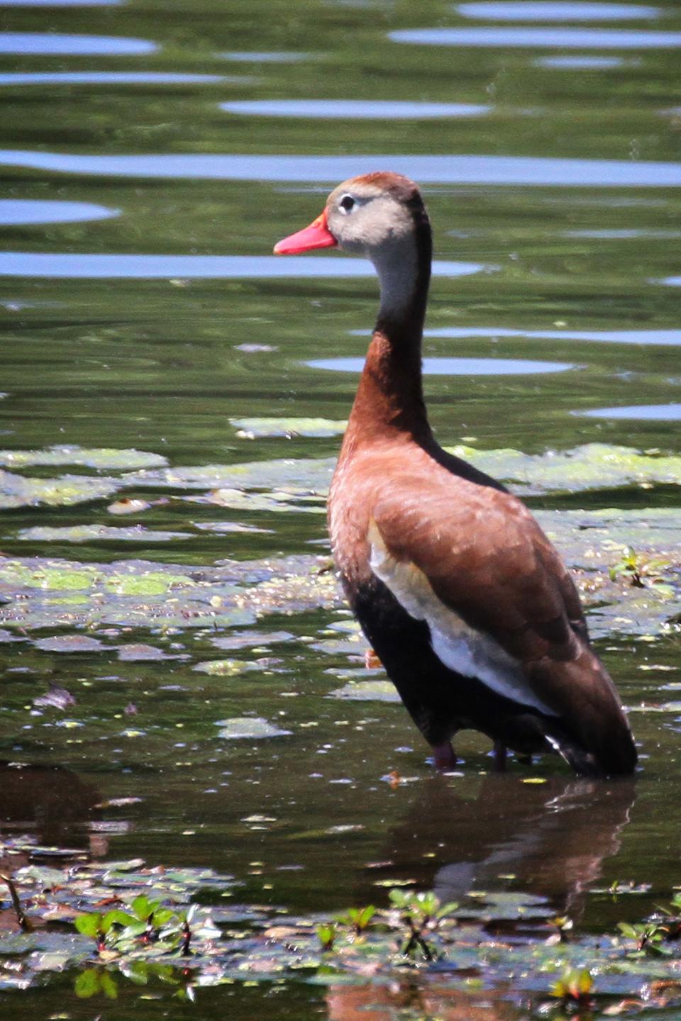 Indiana becoming home to duck with ‘harlot-like face’ and ‘lipstick-colored bill’