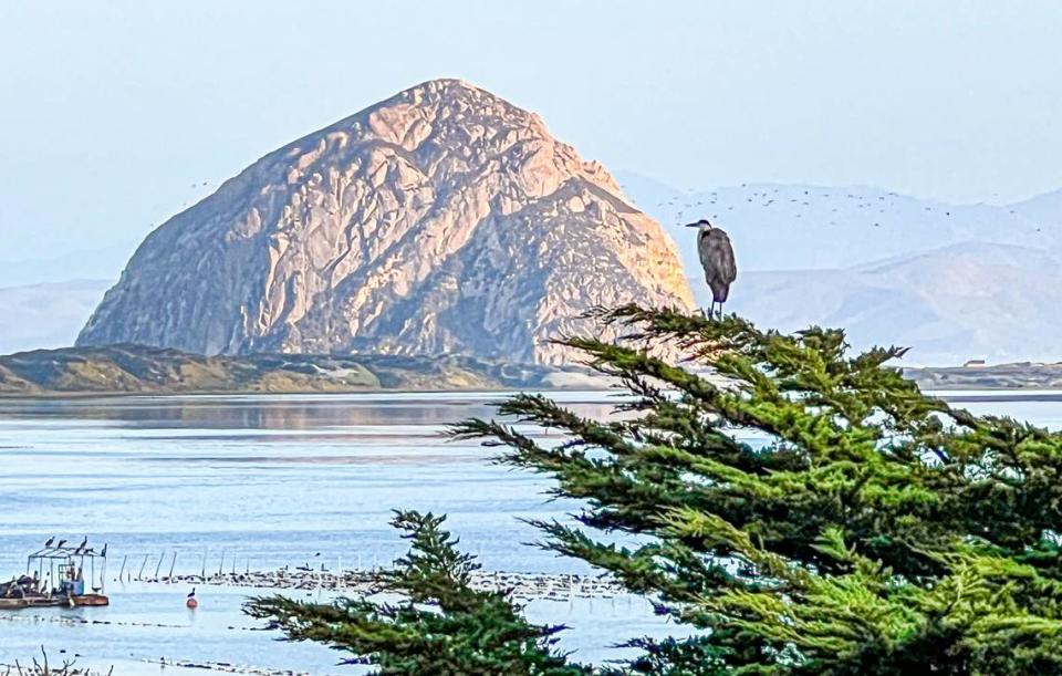 Ironman Triathlon in Morro Bay canceled after 187 swimmers were rescued from rough waters