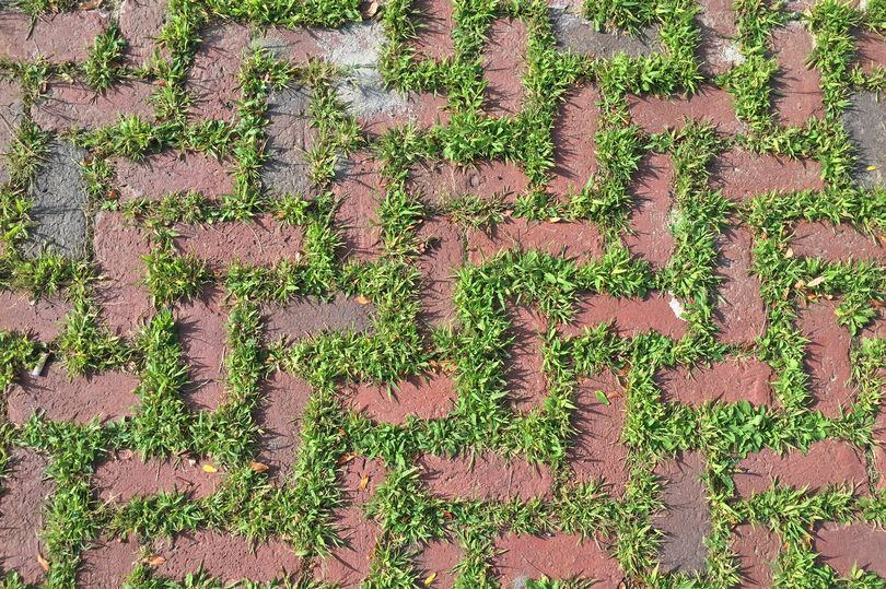 Kill weeds on patios and gravel with ingredient everyone has at home — not vinegar or chemicals