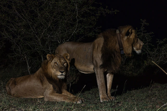 Lion With 3 Legs Makes Death-Defying Swim Across Predator-Infested River