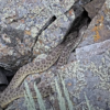 Livestream shows hundreds of rattlesnakes at “mega-den” in Colorado